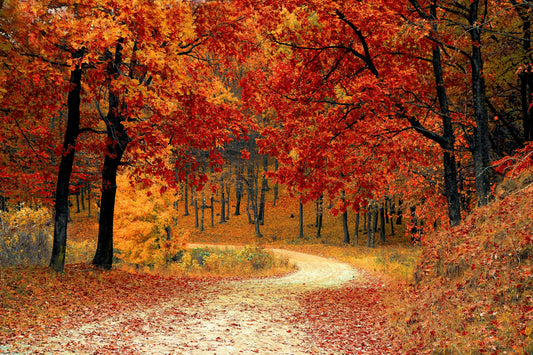 Winding path through autumn forest with red and orange fall foliage