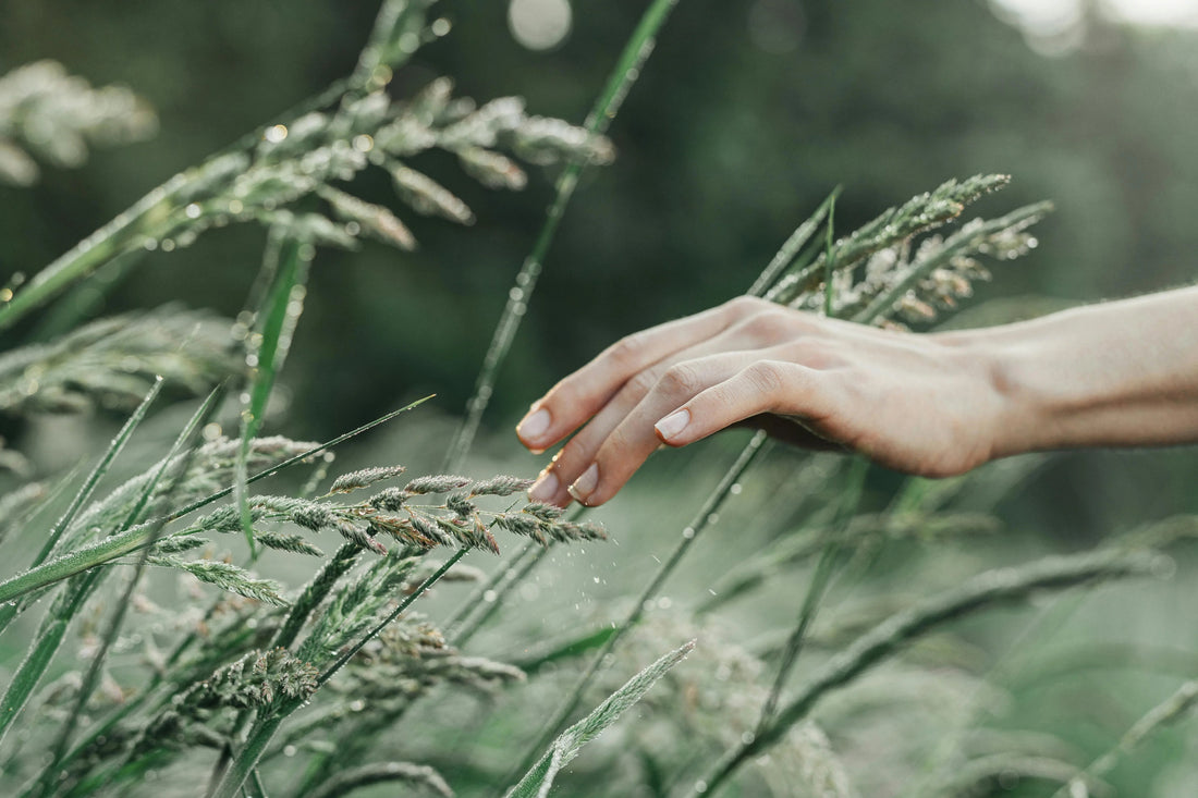 Hand gently touching dewy grass in a green outdoor field, nature concept